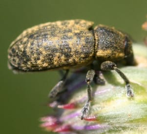 Picture of weevil